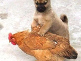 ��ɫС�������컯�����Ｆ(��ͼ)